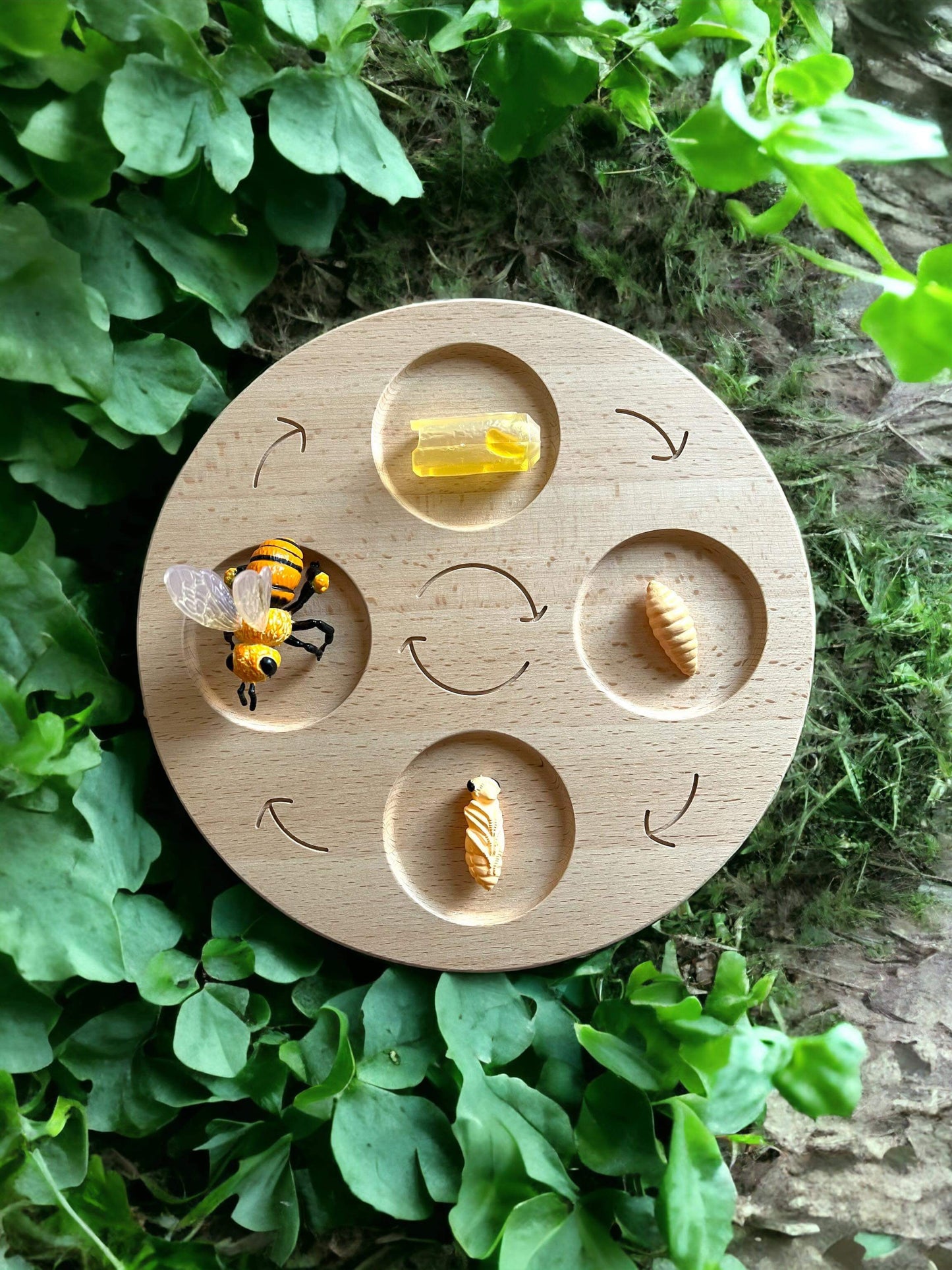double sided wooden life cycle board