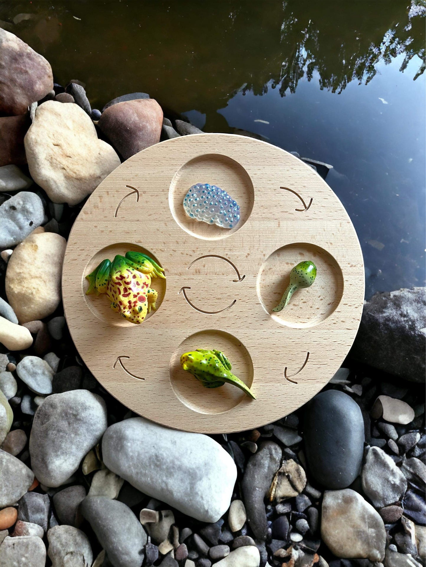 double sided wooden life cycle board