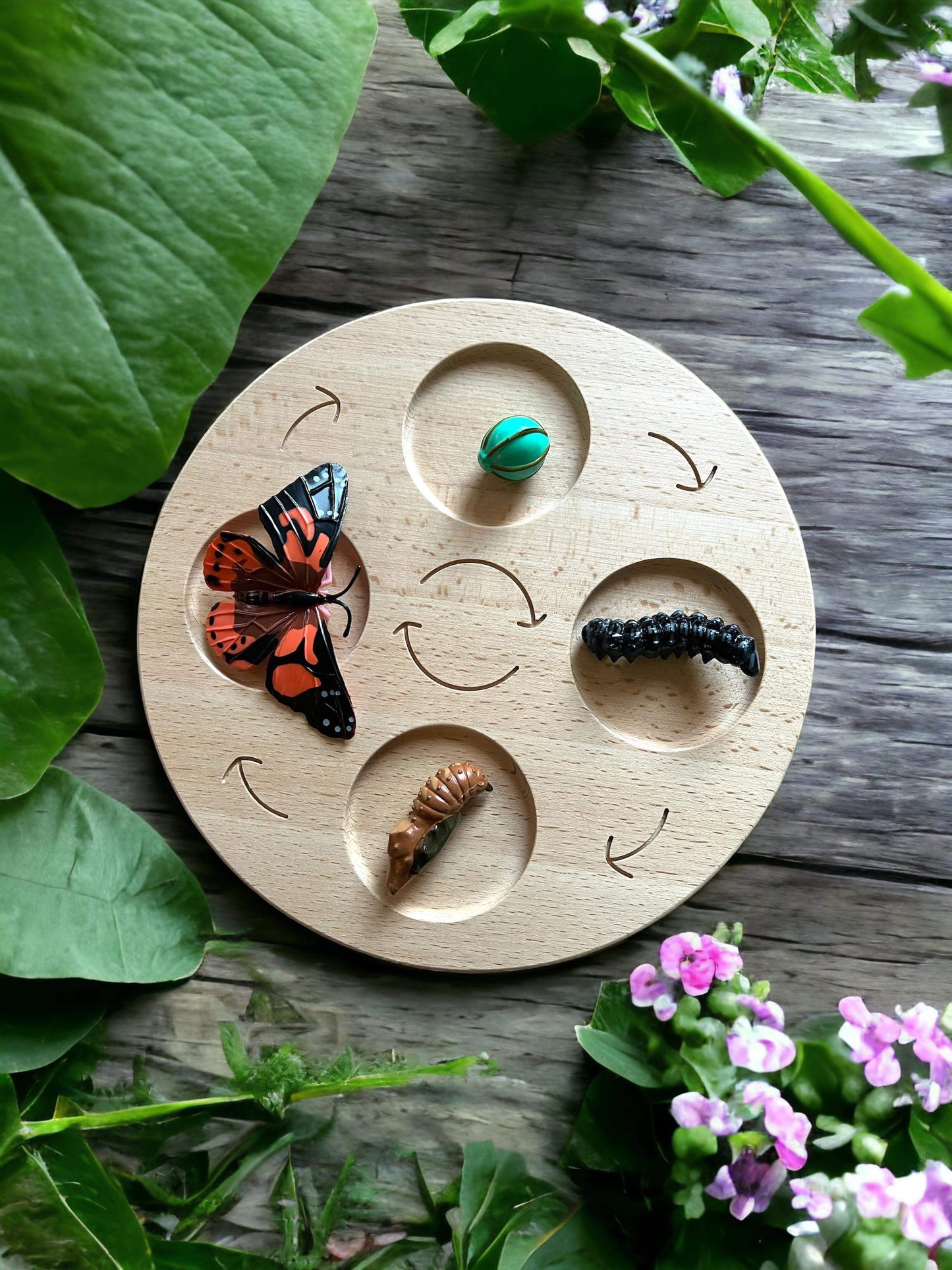 double sided wooden life cycle board