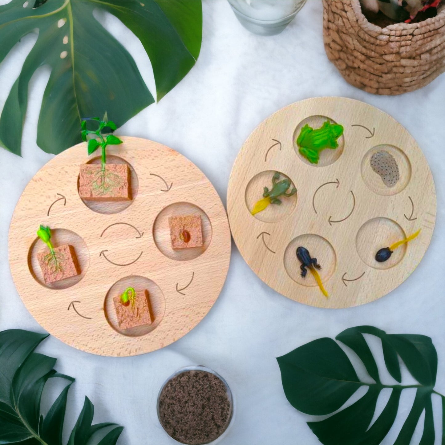 double sided wooden life cycle board